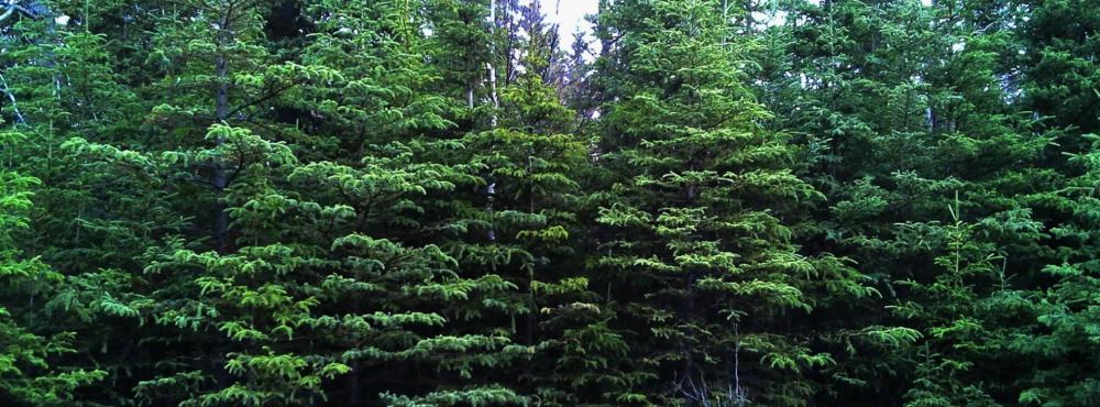 Featured Image of Christmas Tree Cutting Permits Now Available